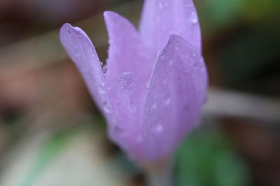 Close-up of water drops on purple flower