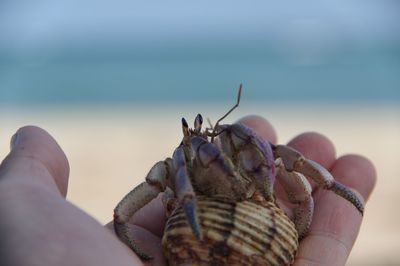 Close-up of hand holding crab