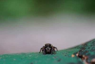 Close-up of spider on leaf