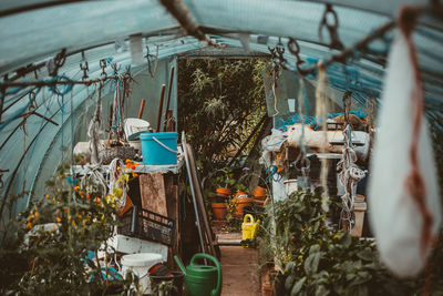 Potted plants in green house 