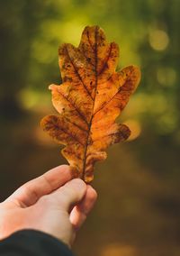 Cropped hand holding dry leaf outdoors