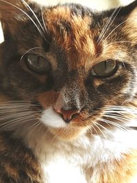 Close-up portrait of a cat