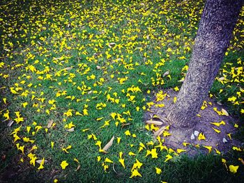 High angle view of yellow flowers on plant