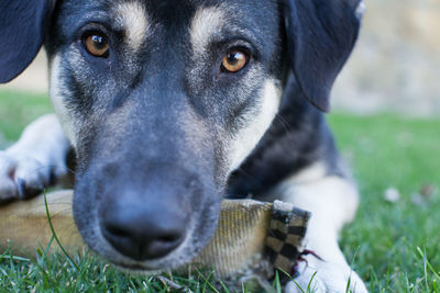 Close-up portrait of dog