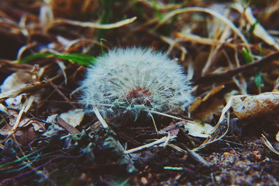 Close up of dandelion