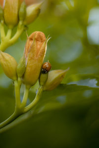 Close-up of fresh green plant on leaf