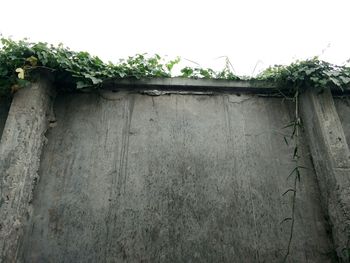 Low angle view of ivy on wall against clear sky