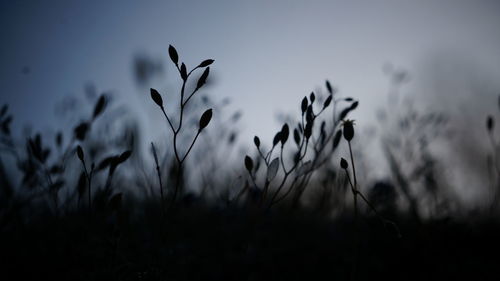 Silhouette plants growing on field at dawn