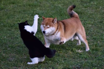 View of a dog on field