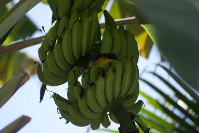Low angle view of bananas growing on tree