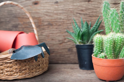 Close-up of potted plants in basket on table