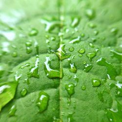 Water drops on leaves