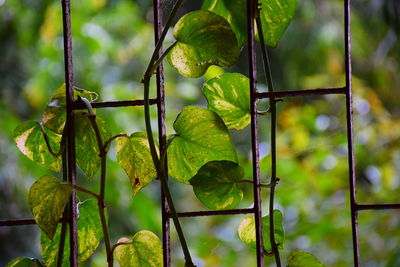 Close-up of fruit growing on tree