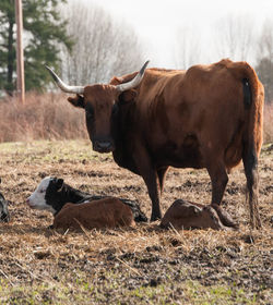 Horses grazing on field