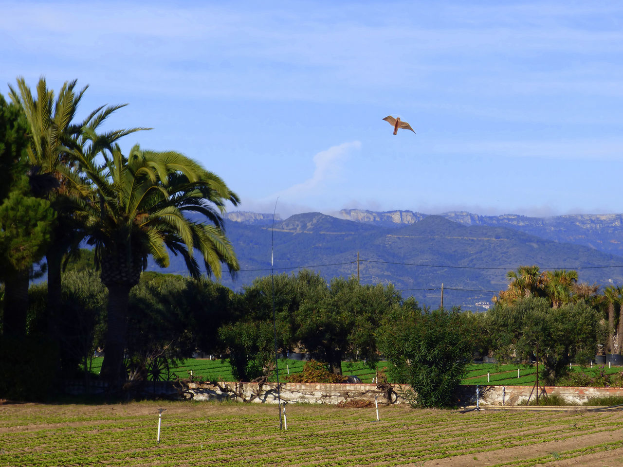 Scarecrow in the form of rapacious bird