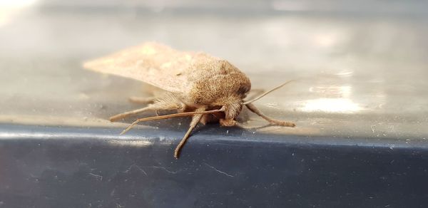 Close-up of spider on the surface