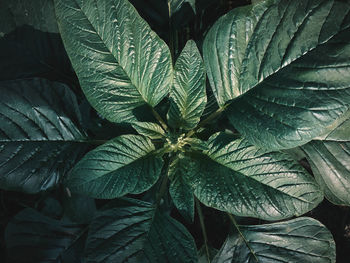 Full frame shot of fresh green leaves