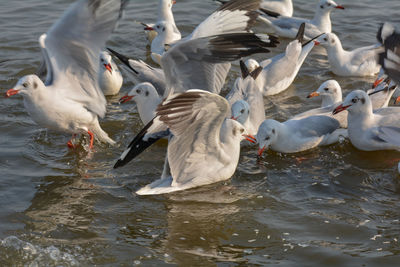 Flock of birds in lake