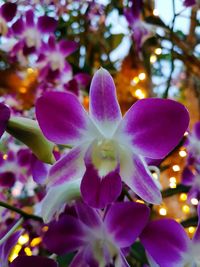 Close-up of purple flowers blooming outdoors