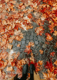 Low section of person standing on autumn leaves