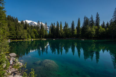 Reflection of trees in calm lake