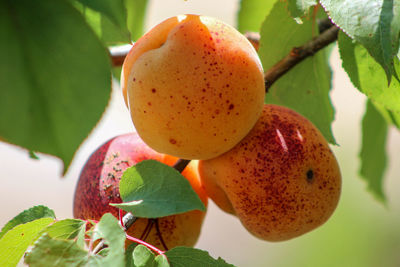 Close-up of fruits on tree