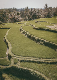 Rice terrace view in ubud, indonesia