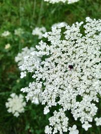Close-up of white flowers