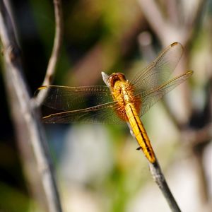 Close-up of dragonfly