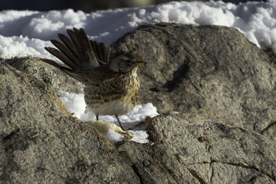 Close-up of a bird flying over rock