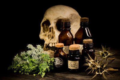 Close-up of potted plant on table against black background