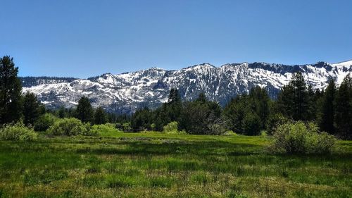 Scenic view of forest against clear blue sky