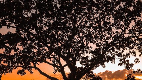 Close-up of tree against sky at night