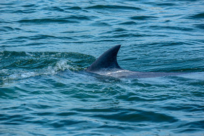 View of fish swimming in sea