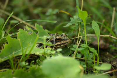 Close-up of frog on plant