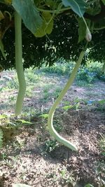 Trees growing in field