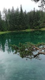 Scenic view of lake in forest