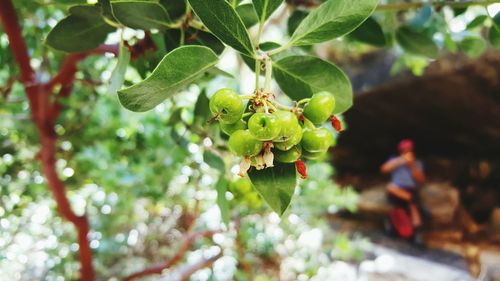 Close-up of leaves on tree