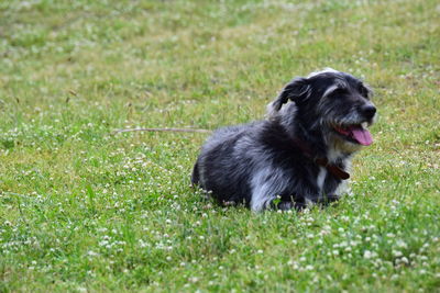 Black dog looking away on field