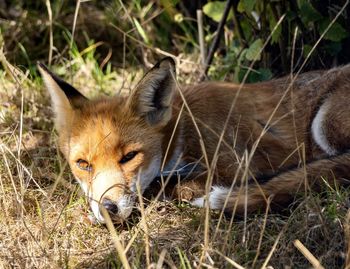 Fox on field
