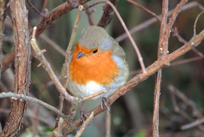 Close-up of robin perching on branch