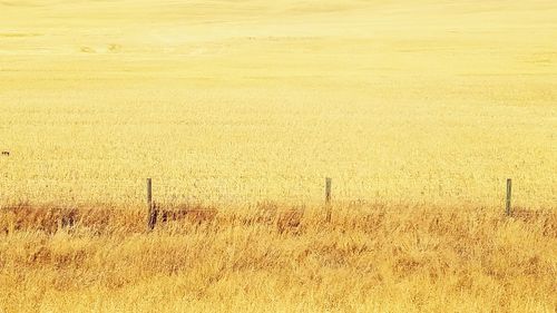 Scenic view of field