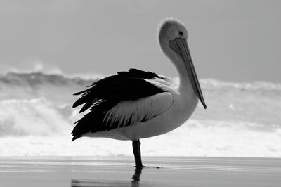 Side view of pelican perching on sea