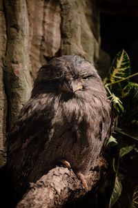 Close-up of bird perching on tree trunk