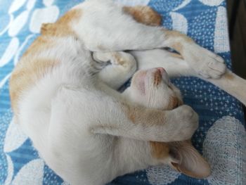 High angle view of cat sleeping on bed