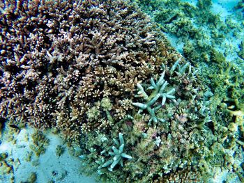 View of coral in sea