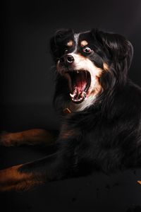 Dog looking away while yawning