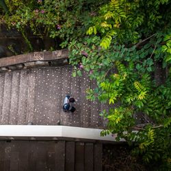 High angle view of man by flower tree