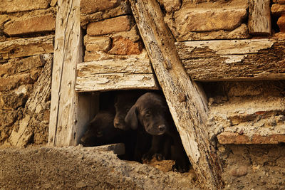 View of puppies