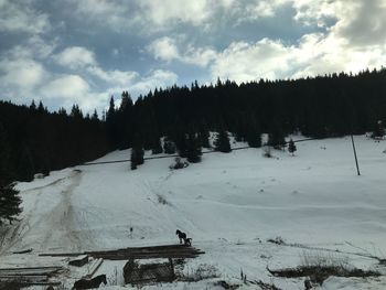 Panoramic view of trees on landscape against sky